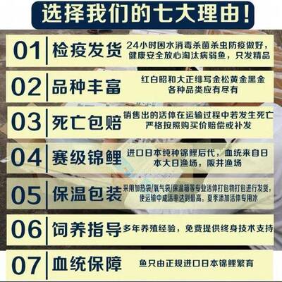 日本纯种锦鲤精品大型昭和红白三色招财锦鲤池进口庭院观赏鱼