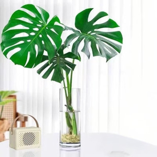 养大号龟背竹专用花瓶大口径高4030厘米宽口透明玻璃水培器皿花盆