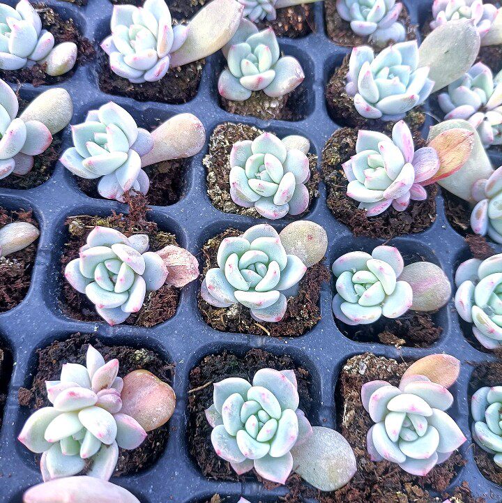 多肉植物a橙梦露穴盘苗,一盘105颗78元包邮,星影橙,带穴盘发货图片