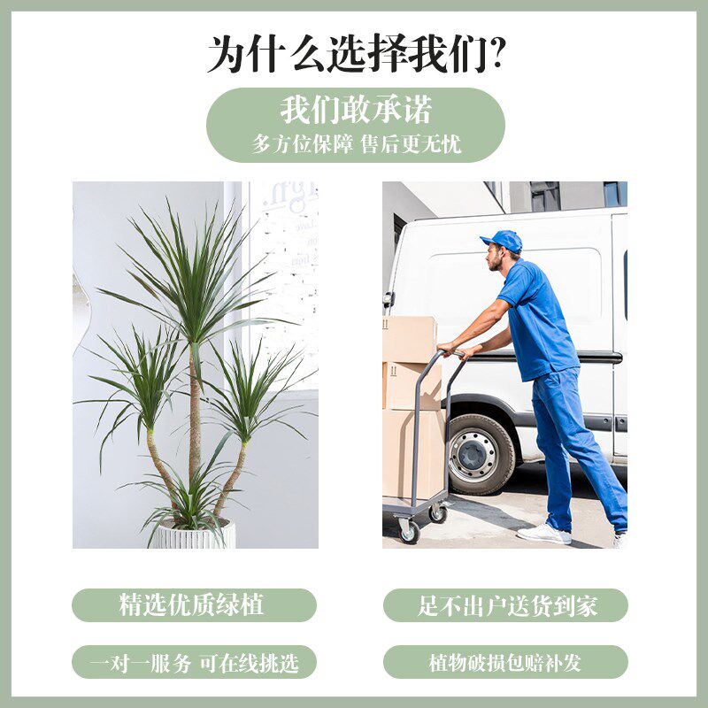 黑珍珠龙血树盆栽室内q客厅大型绿植乔迁送礼办公室净化空气龙须