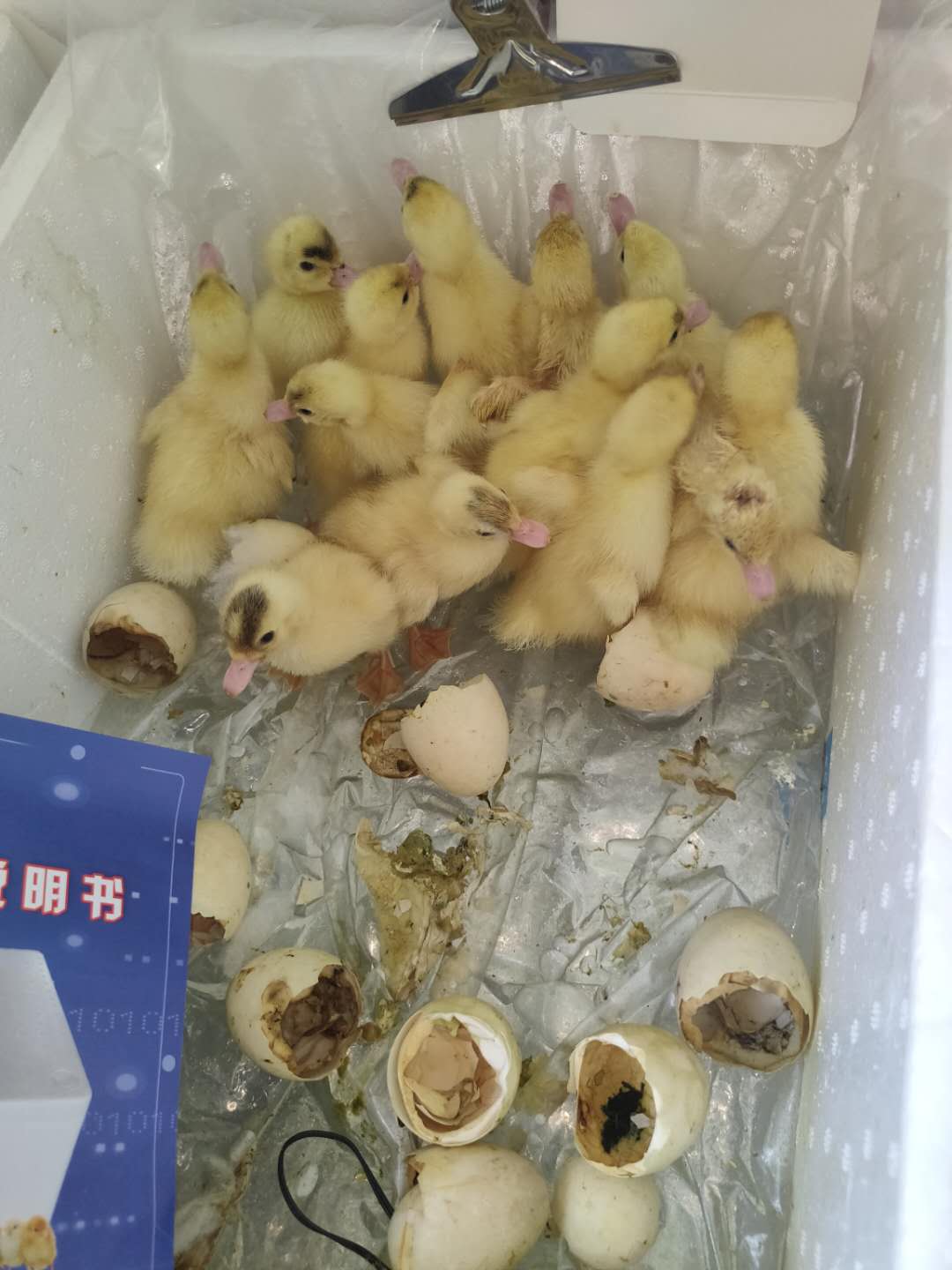智能水床孵化机家i用型鸡鸭鹅孵化器44枚小型90枚卵蛋箱全自动控