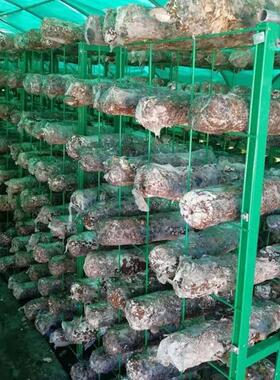 大棚平菇种植f架蘑菇网架菌包养殖架绿色铁丝网格平菇食用菌网格