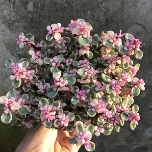 多肉植物室内阳台组合盆栽虎刺梅雅乐之舞老桩金枝X玉叶盆栽植物