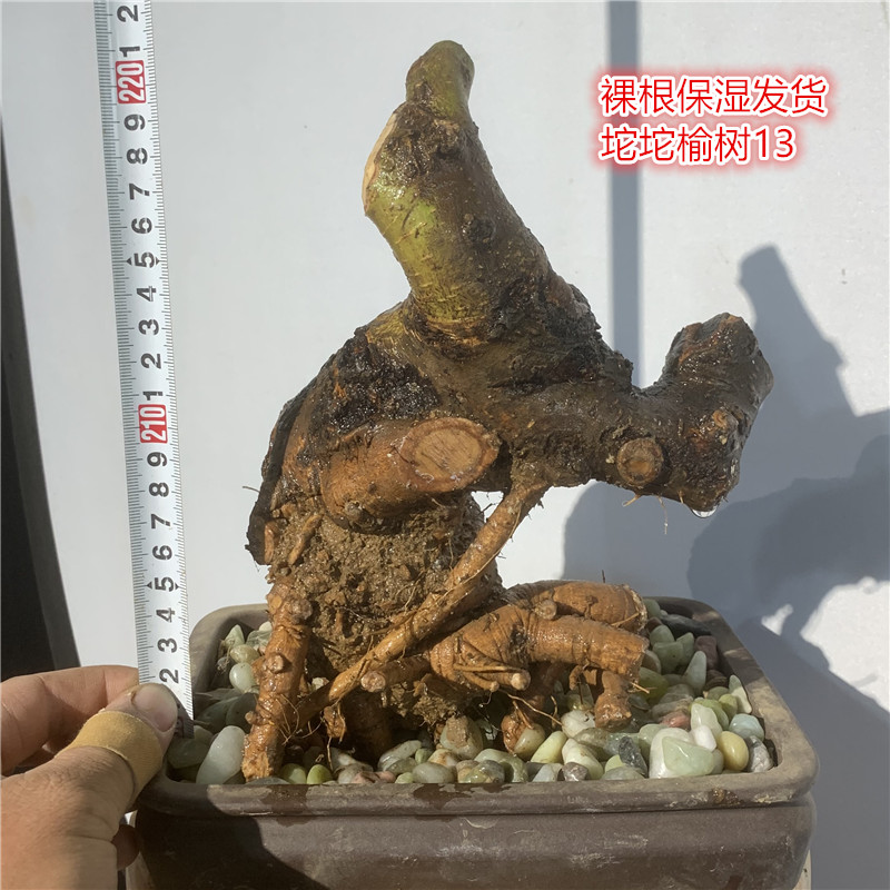 对节白蜡矮霸坨坨弯素材小叶榔榆疙瘩盆景N临水悬崖过桥绿植盆栽图片