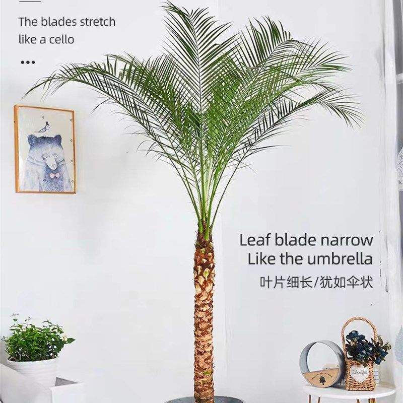 美丽针葵大型室内外热带绿u植盆栽椰子树棕榈树净化空气四季常绿
