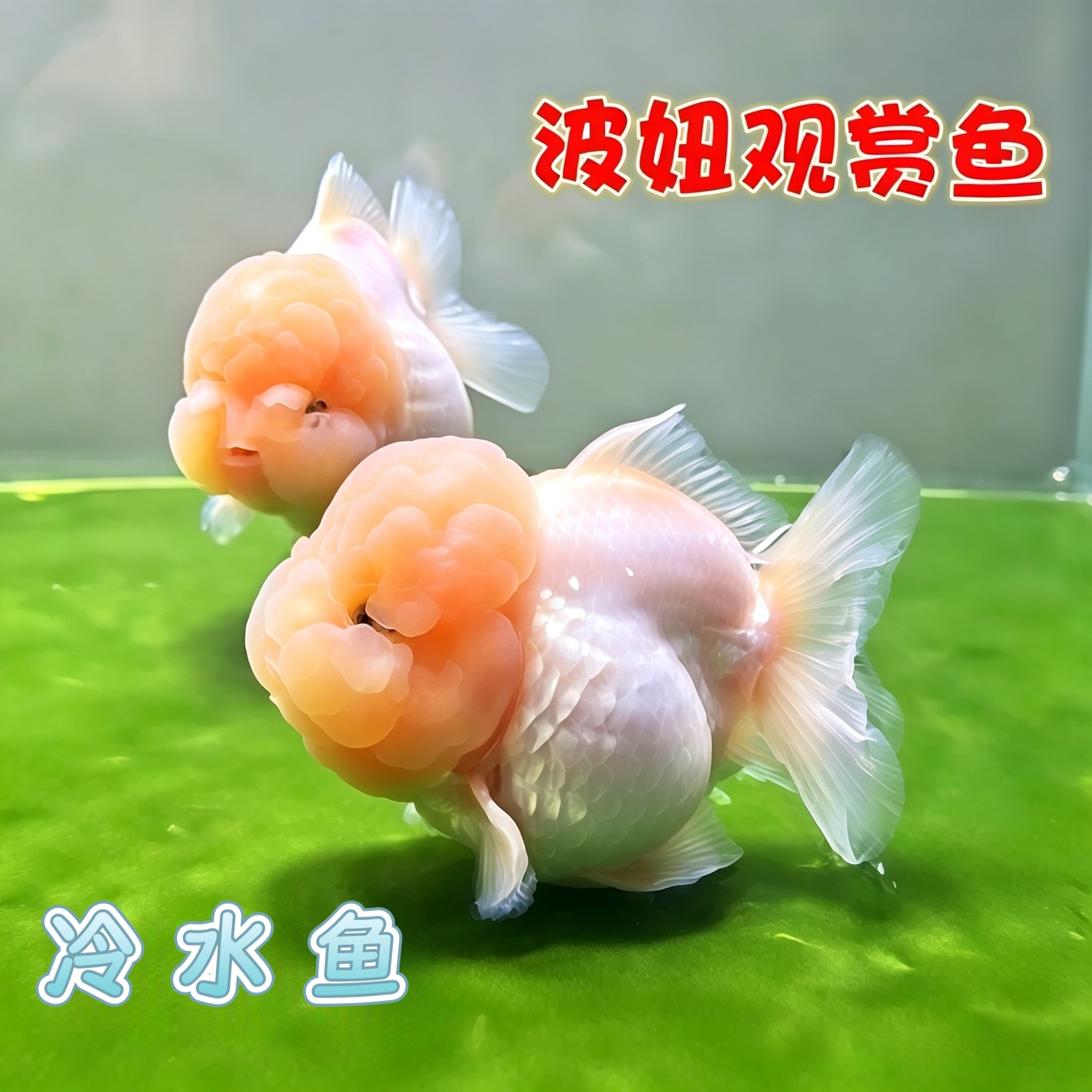 波妞金鱼进口玛丽熊猫玛丽活体冷鱼