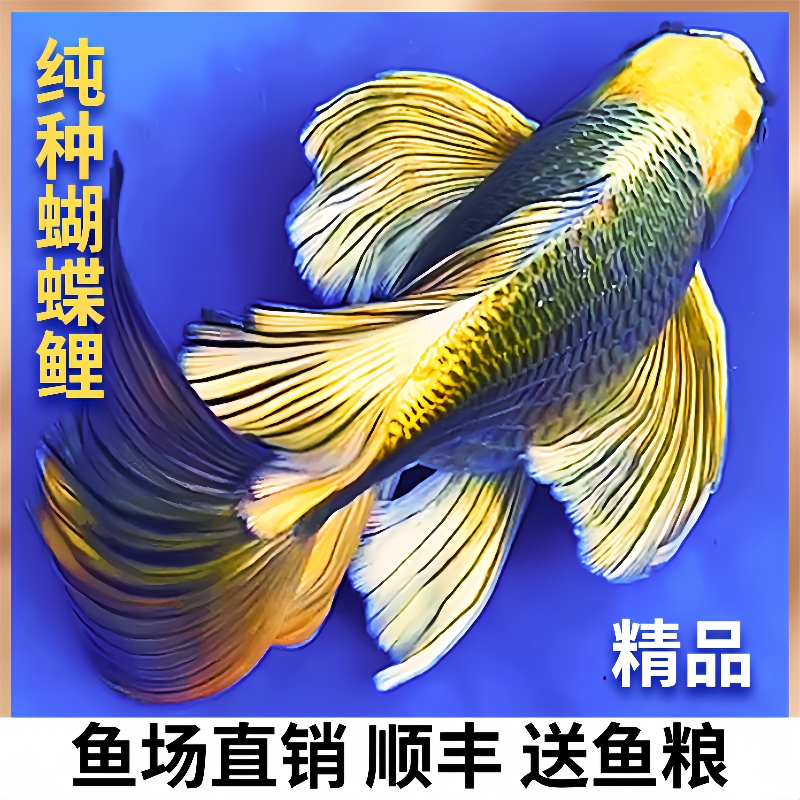 蝴蝶鲤观赏鱼熊猫蝴蝶鲤冷水鱼锦鲤龙凤招财鱼大尾重金属蝴蝶鲤