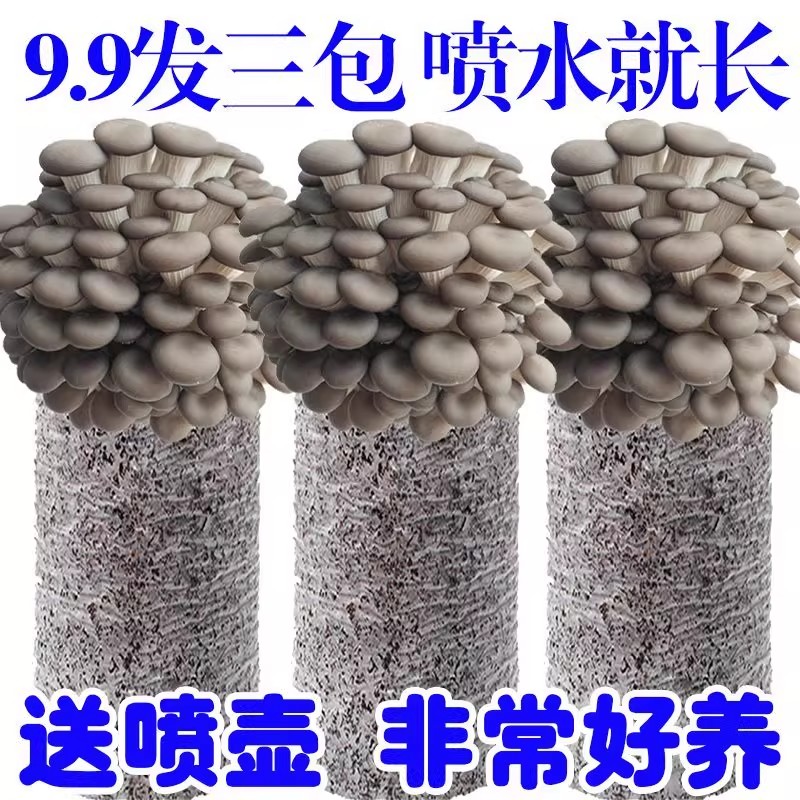 蘑菇菌包金针菇香菇菌棒