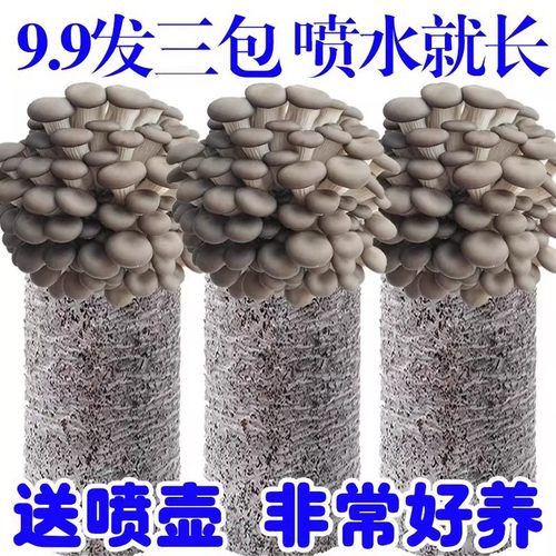 蘑菇菌包金针菇香菇菌棒