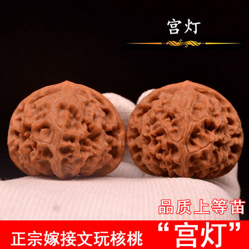 宫灯文玩核桃树苗嫁接狮子头麻核桃苗南方北方种植当年结果果树苗