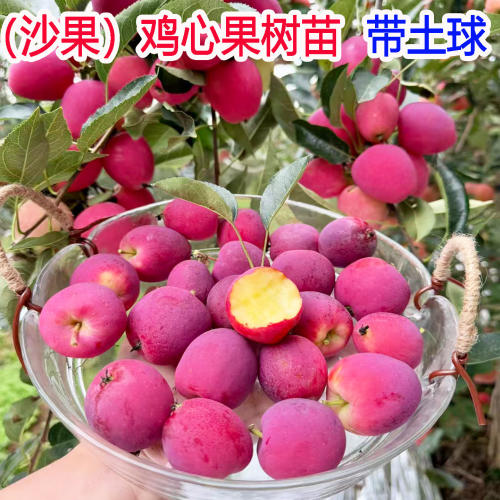 鸡心果树苗沙果小苹果庭院南北方种植地栽东北耐寒海棠果树苗带土
