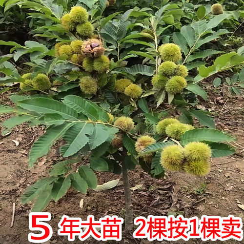良种迁西板栗苗树庭院果树果苗大红袍板栗树果苗嫁接苗南北方种植