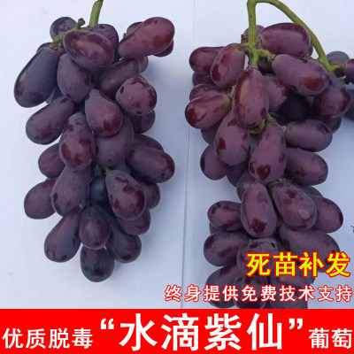 新品种嫁接水滴紫仙葡萄树夏黑砧木葡萄苗南方北方种植当年结果