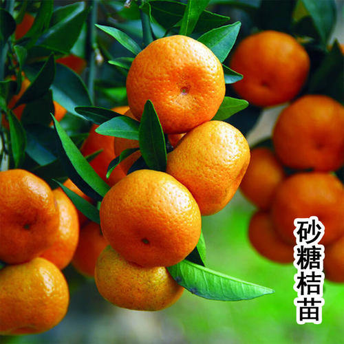 带果金秋沙糖桔子树苗橘子树砂糖橘树苗地栽盆栽大树庭院果树果苗