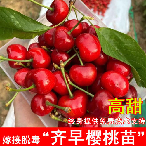 齐早樱桃树苗早熟嫁接车厘子苗盆栽地栽北南方庭院种当年结果果树