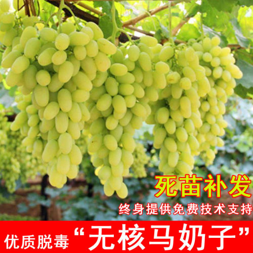 嫁接无核白马奶葡萄树苖马奶子葡萄苗白马乳北方南方种植当年结果