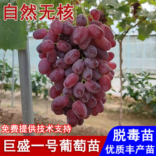 嫁接巨盛一号葡萄树苗极早熟无核红提葡萄苗盆栽庭院种植当年结果