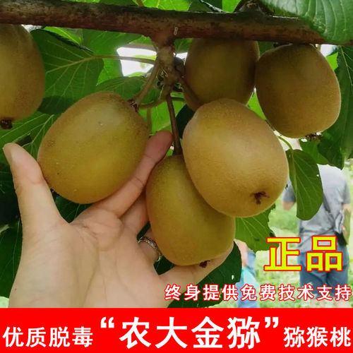 嫁接农大金弥猕猴桃树苗纯甜黄心黄金奇异果苗盆地栽种植当年结果