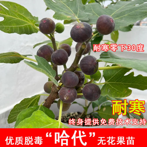 哈代无花果树苗耐寒紫果糖心无花果果树苗北南方盆栽地栽当年结果