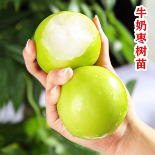 特大枣树活苗台湾青枣树果苗牛奶苹果枣苗树苗枣树盆栽大树果苗