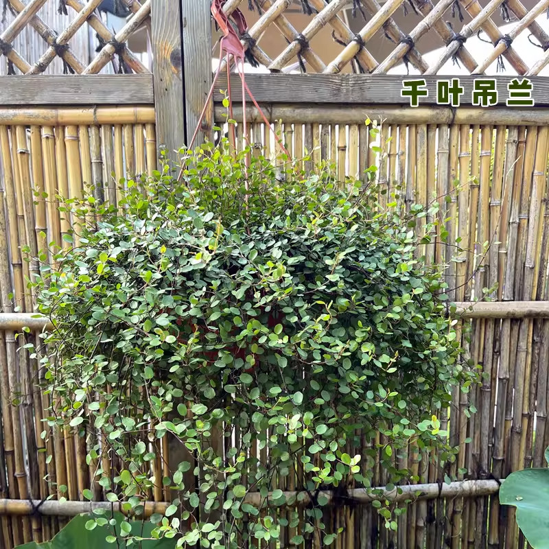 千叶吊兰盆栽观叶植物阳台窗台垂吊面包装蛋糕饰点缀绿植花镜植物图片