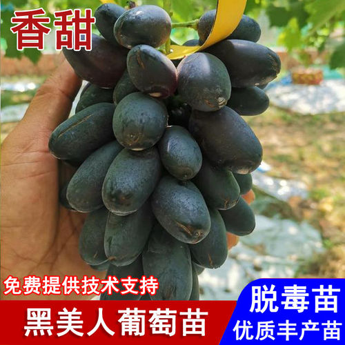 葡萄树苖嫁接圆叶黑美人葡萄苗无核黑提葡萄树盆栽庭院种当年结果