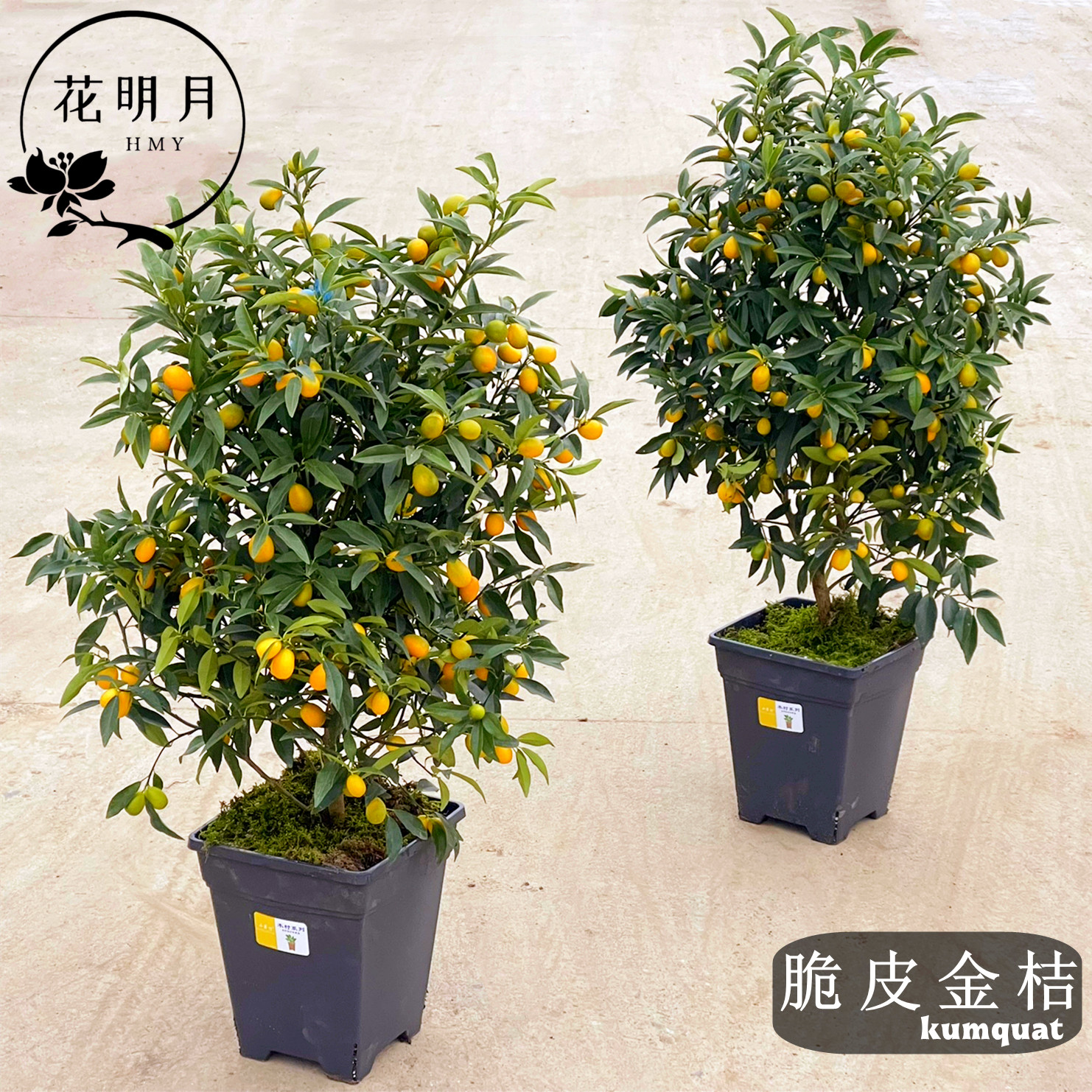 脆皮金桔盆栽带果发货金橘子树苗四季果树可食用大金橘树新年果树图片
