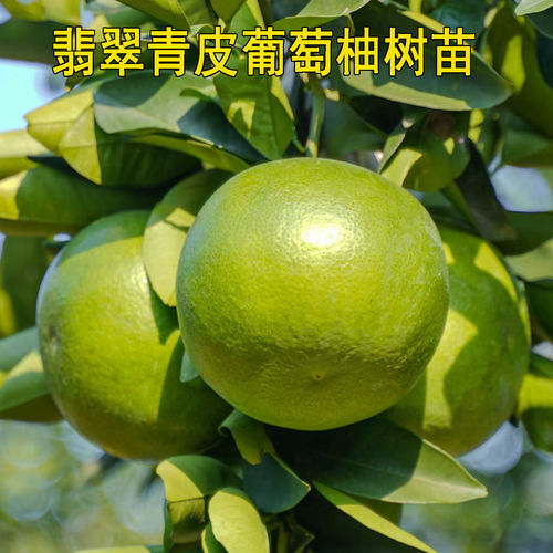青皮葡萄柚子树苗嫁接葡萄柚子树大树盆栽地栽南北方种植果树果苗