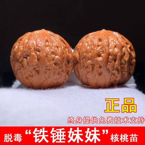 肉球铁锤妹妹文玩核桃树苗血麒麟狮子头麻核桃苗南方北方当年结果