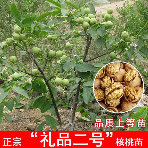 礼品二号核桃树苗嫁接薄壳2号纸皮核桃苗南方北方当年结果果树苗