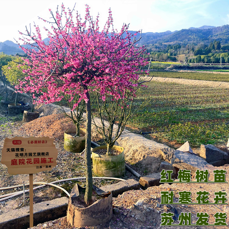 耐寒红梅花树苗地栽庭院浓香型四季花卉植物骨里红梅腊梅绿梅室外图片