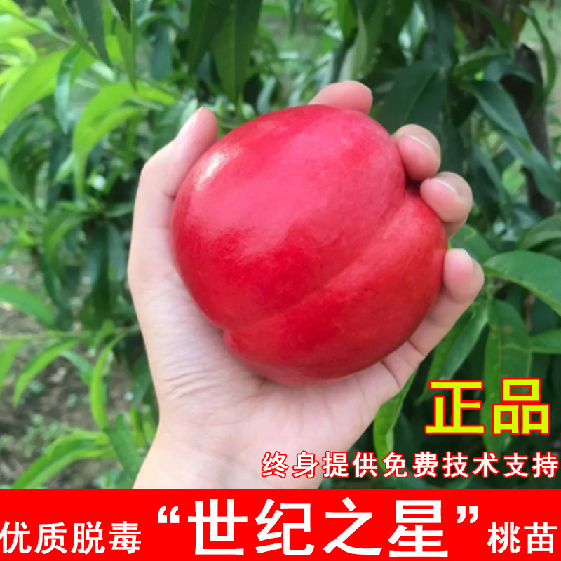 世纪之星油桃树苗6月成熟嫁接油桃苗黄肉油桃树南北方种当年结果图片