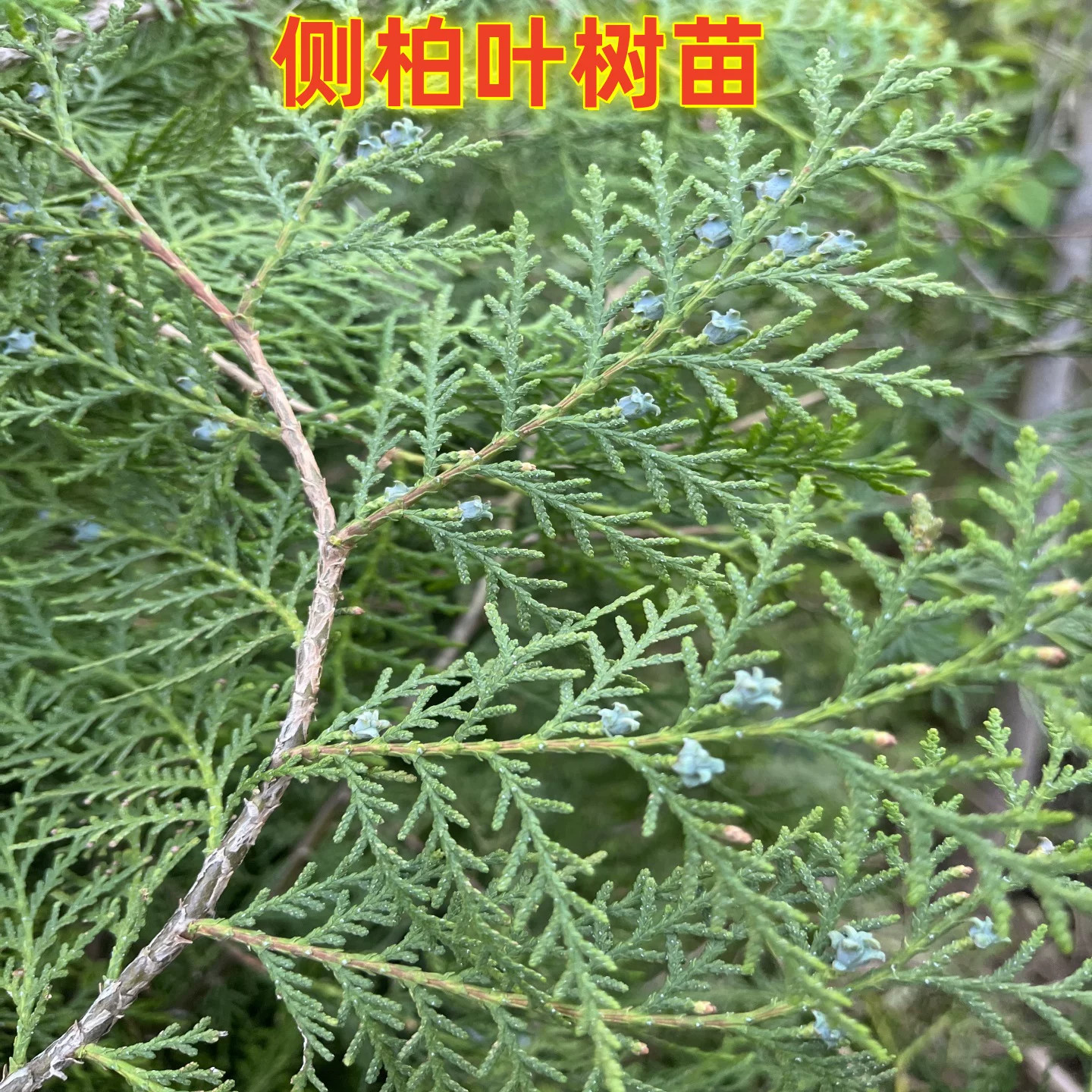 侧柏叶扁柏树苗可食用熏肉洗头