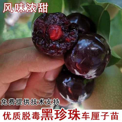 嫁接黑珍珠车厘子树苗特大矮化樱桃树云贵川北南方种植当年结果