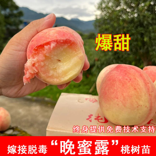 嫁接晚蜜露水蜜桃苗8月成熟特大阳山水蜜桃树苗北方南方当年结果
