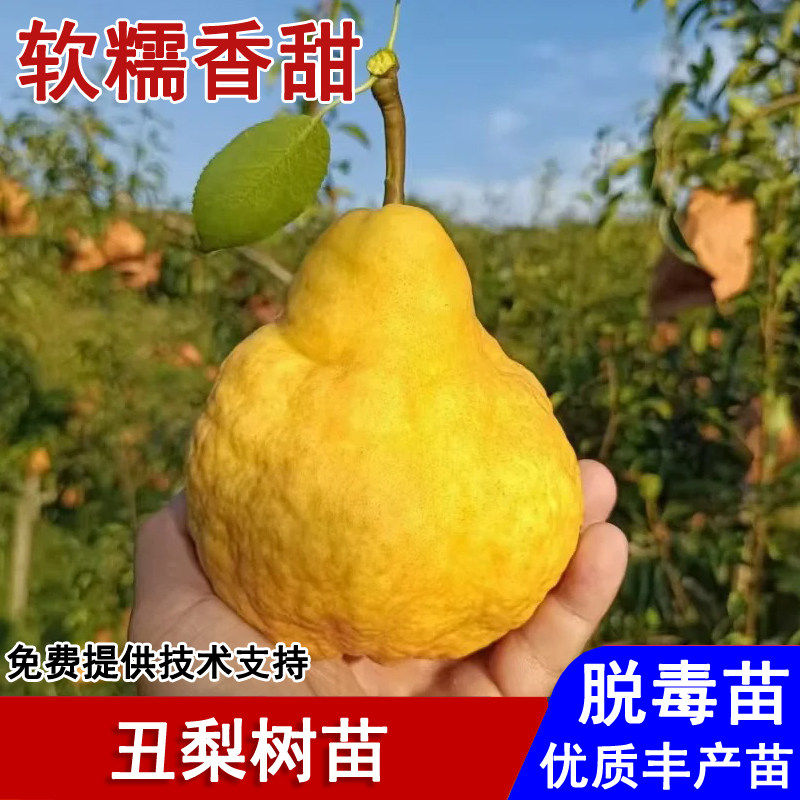 嫁接中华丑梨树苗特大西洋梨软梨