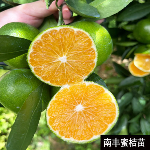 老品种橘子树果苗南丰蜜桔苗树大树庭院果树当年结果蜜橘树苗果树
