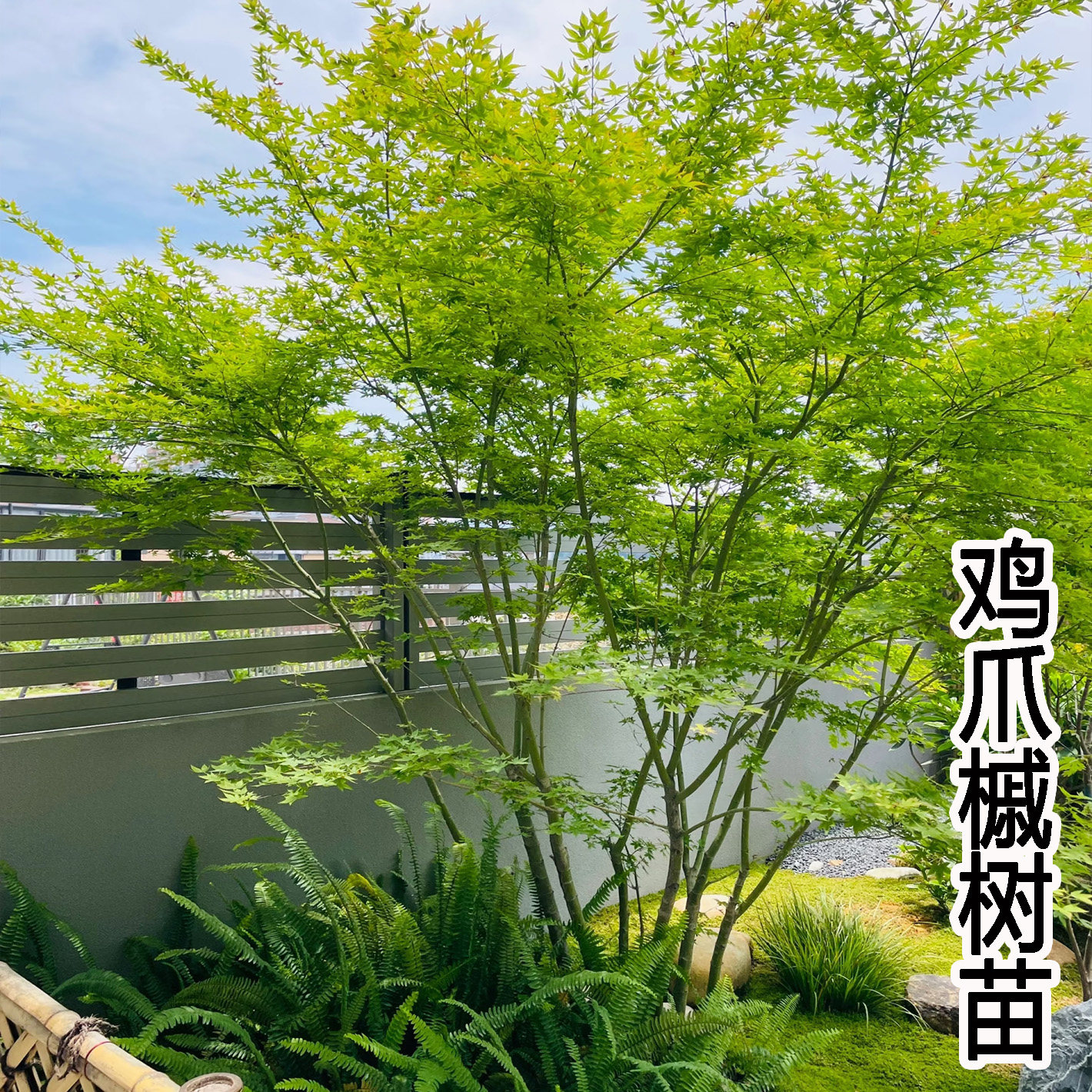 小叶鸡爪槭树苗原生苗鸡爪枫树苗庭院风景树苗绿化苗木青枫苗大树图片