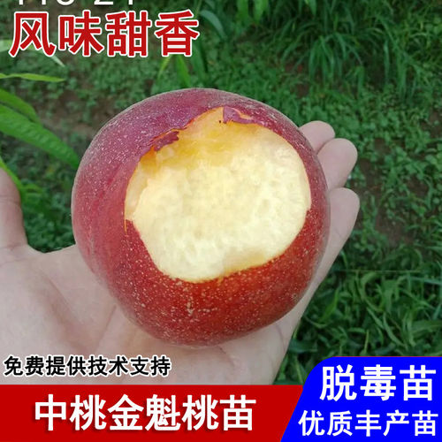 嫁接中桃金魁桃树苗早熟6月成熟特大黄桃苗盆栽庭院种植当年结果