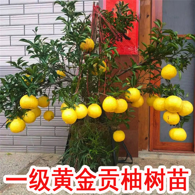 橘子苗树纯甜黄金贡柚果树果苗南北方种植庭院大树苗客厅盆栽果树图片