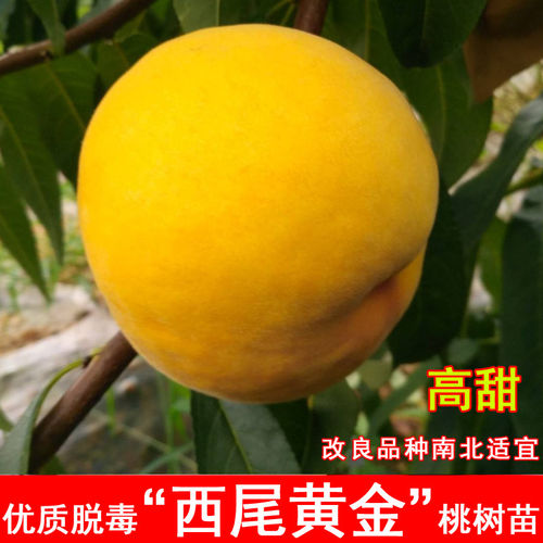 嫁接西尾黄金桃树苗特大9月成熟黄金黄桃果苗北南方种植当年结果