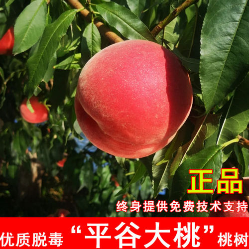 嫁接平谷大桃桃树苗特大脆甜离核桃苗南方北方种植当年结果果树苗