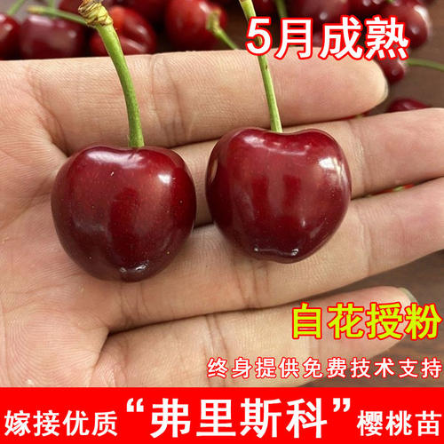 新品种Frisco大樱桃苗早熟弗里斯克车厘子苗盆地栽果树苗