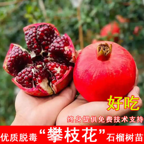攀枝花酸石榴树苗特大黑籽酸甜石榴苗盆栽地载南北方庭院当年结果