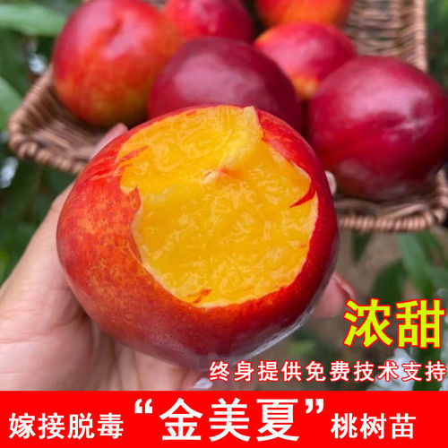 嫁接金美夏桃树苗7月中旬成熟油桃苗盆地栽北南方庭院种当年结果