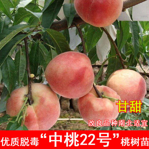嫁接中桃22号桃树苗晚熟9月成熟脆甜桃苗北南方种当年结果果树苗