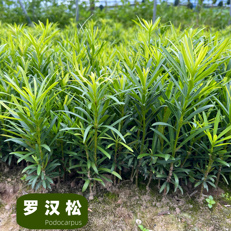 正宗小叶雀舌罗汉松树苗盆栽大叶罗汉松米叶盆景四季常青造景庭院图片