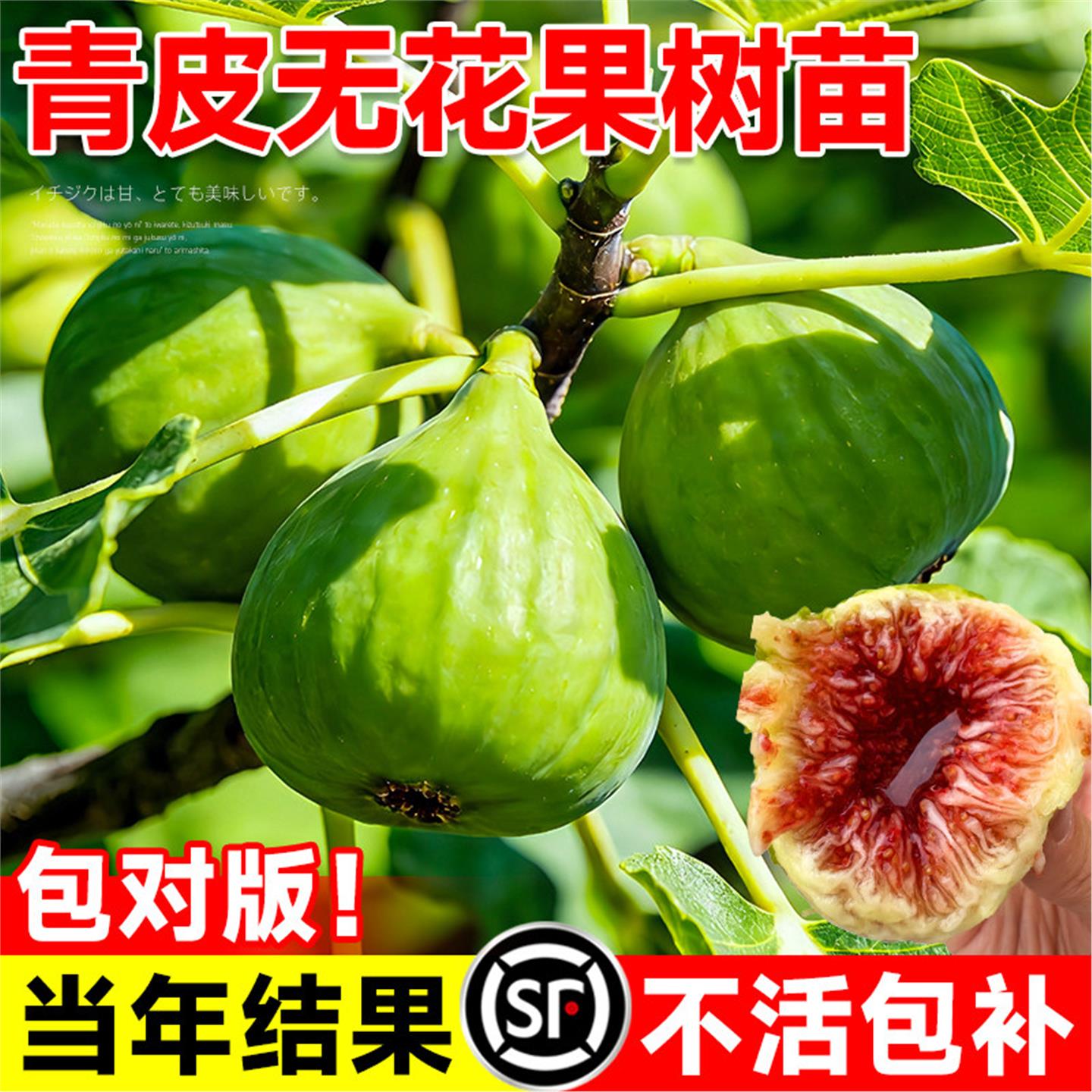 威海青皮无花果树果苗带土球耐寒老桩盆栽芭劳奈无花果苗当年结果图片
