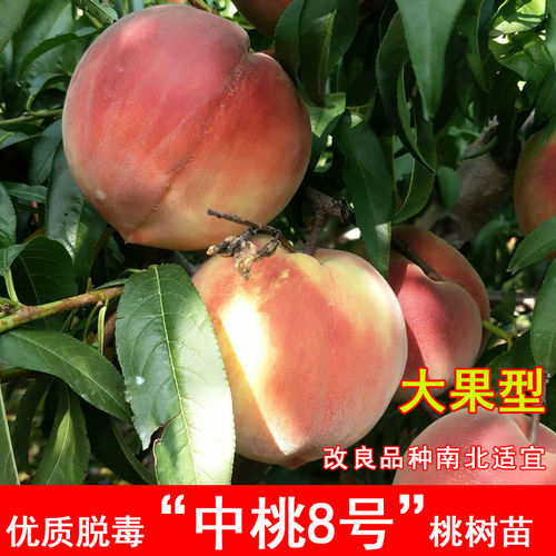 嫁接中桃8号桃树苗早熟特大6月成熟离核北方南方种当年结果果树苗