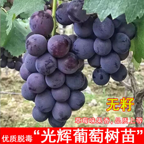 嫁接光辉葡萄树苖特大抗寒爬藤葡萄苗北方南方种植当年结果果树苗